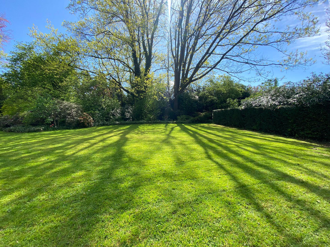 🌱 Mulching ou ramassage : quel type de tonte pour votre pelouse ?