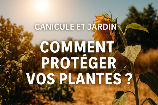 ☘️ Canicule et jardin : comment protéger vos plantes face aux fortes chaleurs ?