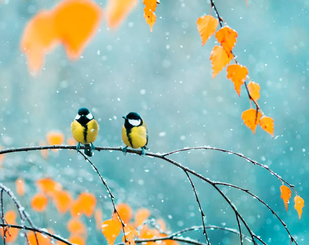 Pourquoi est-il important d'aider les oiseaux en hiver ?